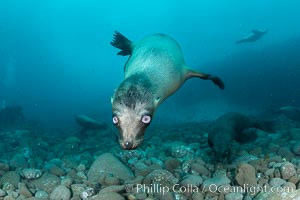 California sea lion with strange eyes, Coronados Islands, Baja California, Mexico, Zalophus californianus, Coronado Islands (Islas Coronado)