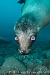 California sea lion with strange eyes, Coronados Islands, Baja California, Mexico, Zalophus californianus, Coronado Islands (Islas Coronado)