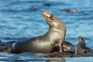 California Sea Lion yawning, La Jolla, California, Zalophus californianus