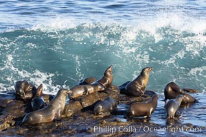 California sea lions, resting and sunning on rocks, about to get clobbered by a big wave