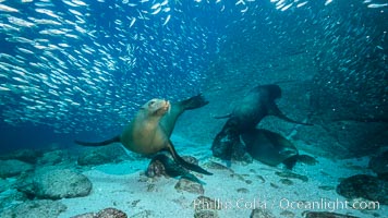 California sea lions and school of sardines underwater, Baja California, Sea of Cortez, Zalophus californianus