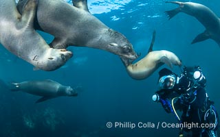 California Sea Lions and Underwater Photographer Celia Kujala at the Coronado Islands, Mexico, Zalophus californianus, Coronado Islands (Islas Coronado)