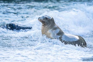 California Sea Lions at the Beach at La Jolla Cove, San Diego, Zalophus californianus