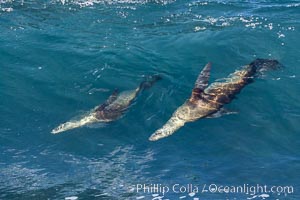 California sea lions body surfing on large waves, shorebreak, La Jolla