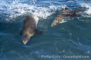 California sea lions body surfing on large waves, shorebreak, La Jolla, Zalophus californianus