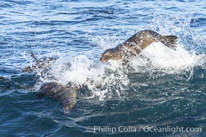 California sea lions body surfing on large waves, shorebreak, La Jolla, Zalophus californianus