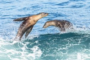 California Sea Lions Bodysurfing on a Big Wave at La Jolla Cove, Zalophus californianus