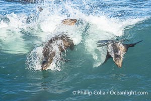 California Sea Lions Bodysurfing in Big Waves at Boomer Beach in La Jolla, Zalophus californianus