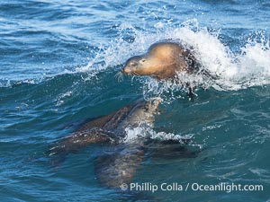 California Sea Lions Bodysurfing in Big Waves at Boomer Beach in La Jolla, Zalophus californianus