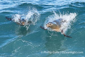 California Sea Lions Bodysurfing in Big Waves at Boomer Beach in La Jolla, Zalophus californianus