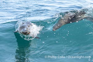 California sea lions bodysurfing and leaping way out of the water, in La Jolla at Boomer Beach, Zalophus californianus