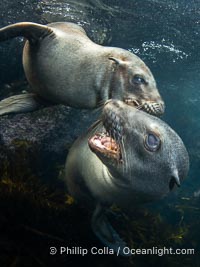 California sea lions playing underwater, socializing at North Coronado Island, Baja California, Mexico. Much of the play and mock sparring young sea lions perform involves biting and mouthing because what else can they use - they have no hands, duh, Zalophus californianus, Coronado Islands (Islas Coronado)