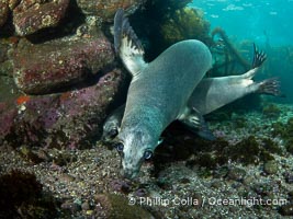 California sea lions playing underwater, socializing at North Coronado Island, Baja California, Mexico, Zalophus californianus, Coronado Islands (Islas Coronado)