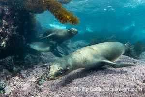 California sea lions underwater, Coronado Islands, Baja California, Mexico, Zalophus californianus, Coronado Islands (Islas Coronado)