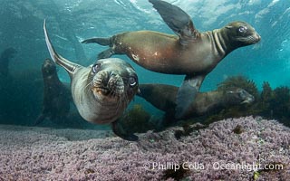 California sea lions playing underwater, socializing at North Coronado Island, Baja California, Mexico, Zalophus californianus, Coronado Islands (Islas Coronado)