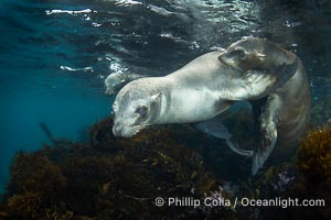 California sea lions playing underwater, socializing at North Coronado Island, Baja California, Mexico, Zalophus californianus, Coronado Islands (Islas Coronado)