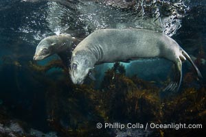 California sea lions playing underwater, socializing at North Coronado Island, Baja California, Mexico, Zalophus californianus, Coronado Islands (Islas Coronado)