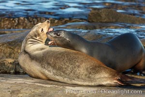 California Sea Lions fighting, La Jolla, Zalophus californianus