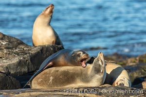 California Sea Lions fighting, La Jolla, Zalophus californianus