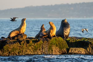 California Sea Lions in Golden Morning LIght at La Jolla Cove, Zalophus californianus