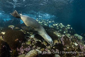 California Sea Lions hunting Zebra Perch, Underwater, Coronado Islands, Baja California, Mexico, Hermosilla azurea, Zalophus californianus, Coronado Islands (Islas Coronado)