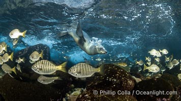 California Sea Lion hunting Zebra Perch, Underwater, Coronado Islands, Baja California, Mexico, Hermosilla azurea, Zalophus californianus, Coronado Islands (Islas Coronado)