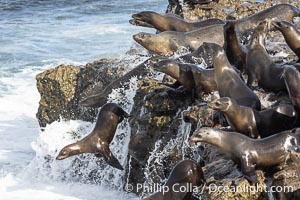 California Sea Lions jumping into the ocean, from seaside cliff on Point La Jolla, while waves crash below