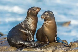 Double side-eye from two young California sea lions resting on a reef in La Jolla, Zalophus californianus