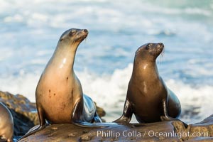 California sea lions, La Jolla, Zalophus californianus