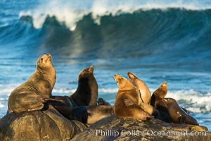 California sea lions, La Jolla