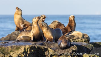 California Sea Lions Resting in the Sun, on rocky reef, Zalophus californianus, La Jolla