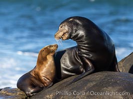 California sea lions, adult male and juvenile, La Jolla, Zalophus californianus