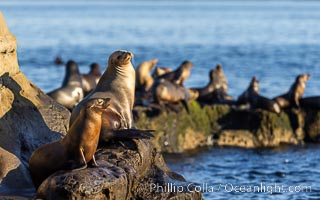 California sea lions at La Jolla Cove, San Diego, Zalophus californianus
