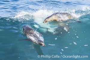 California sea lions bodysurfing and leaping out of the water, in La Jolla at Boomer Beach