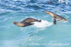 California sea lions bodysurfing and leaping way out of the water, in La Jolla at Boomer Beach