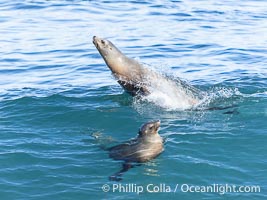 California sea lions bodysurfing and leaping way out of the water, in La Jolla at Boomer Beach