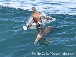 California sea lions bodysurfing and leaping way out of the water, in La Jolla at Boomer Beach