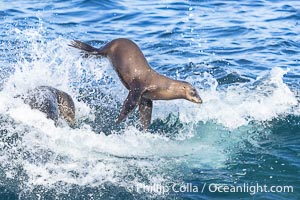 California sea lions bodysurfing and leaping way out of the water, in La Jolla at Boomer Beach