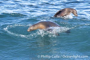 California sea lions bodysurfing and leaping way out of the water, in La Jolla at Boomer Beach