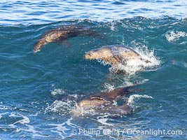 California sea lions bodysurfing and leaping way out of the water, in La Jolla at Boomer Beach