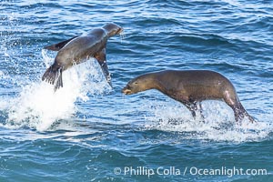 California sea lions bodysurfing and leaping way out of the water, in La Jolla at Boomer Beach