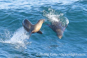 California sea lions bodysurfing and leaping way out of the water, in La Jolla at Boomer Beach