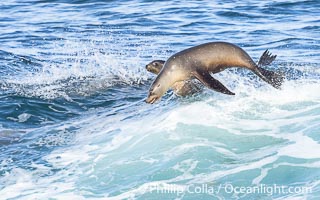 California sea lions bodysurfing and leaping way out of the water, in La Jolla at Boomer Beach