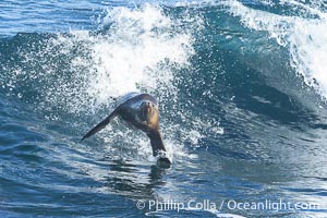 A California sea lions leaps high out of the water, jumping clear of a wave while bodysurfing at Boomer Beach in La Jolla