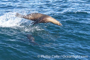 A California sea lions leaps high out of the water, jumping clear of a wave while bodysurfing at Boomer Beach in La Jolla