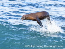 A California sea lions leaps high out of the water, jumping clear of a wave while bodysurfing at Boomer Beach in La Jolla