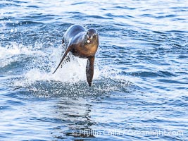A California sea lions leaps high out of the water, jumping clear of a wave while bodysurfing at Boomer Beach in La Jolla