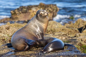 California Sea Lions, Mother nursing her pup, Zalophus californianus, La Jolla