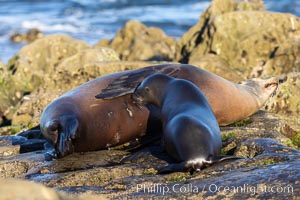 California Sea Lions Mother nursing her pup, Zalophus californianus, La Jolla