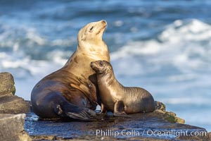California Sea Lions, Mother nursing her pup, Zalophus californianus, La Jolla